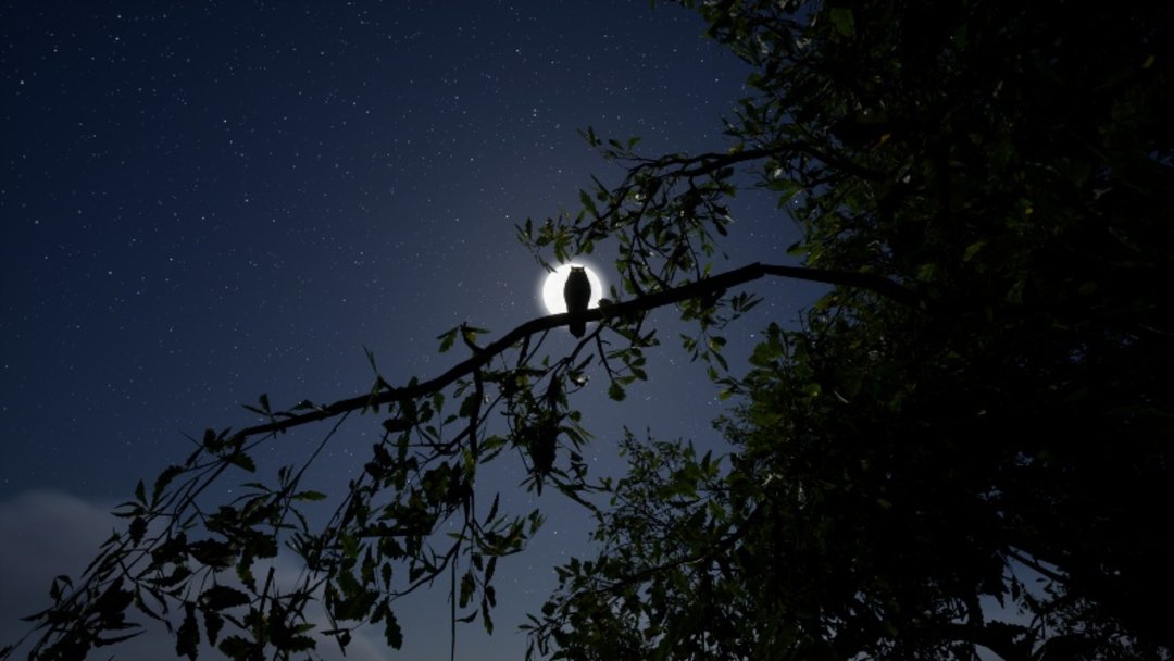 Whispers of the Tallgrass un survival horror donde esconderse no garantiza estar a salvo